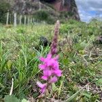 Desmodium cuneatum Flower