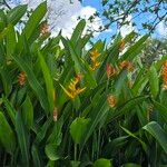 Heliconia psittacorum 花