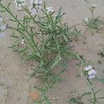 Cakile maritima 葉