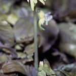 Epipogium aphyllum Flower