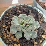 Titanopsis calcareaЛист