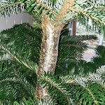 Abies nordmanniana പുറംതൊലി