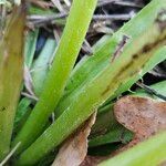 Taraxacum sect. Taraxacum Bark