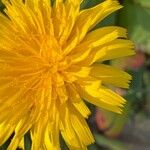 Scorzoneroides autumnalis Flor