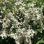 Spiraea trilobata Flower