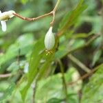 Begonia comorensis Fruit