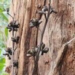 Eucalyptus robusta Vrucht