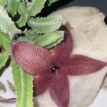 Stapelia grandifloraFloare