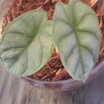 Alocasia baginda Liść