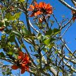 Erythrina caffra Blüte
