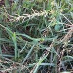 Eragrostis barrelieri Blatt