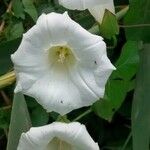 Convolvulus sepium Λουλούδι