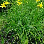 Hemerocallis citrina পাতা