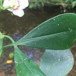 Clusia croatii Leaf
