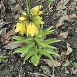 Fritillaria imperialis Hábitos