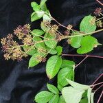 Aralia cachemirica Агульны выгляд