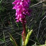 Orchis mascula Floare