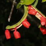 Pithecellobium lanceolatum Квітка