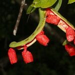 Pithecellobium lanceolatum Flower