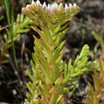 Sedum pulchellum Vekstform