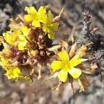 Oxalis virgosa Flor