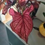 Caladium bicolor Leaf