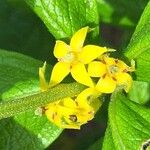 Fadogia triphylla Flor