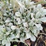 Antennaria parvifolia Іншае