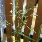 Poa pratensis 花