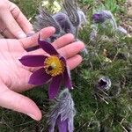 Anemone montana Fiore