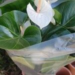 Anthurium nymphaeifolium Bloem