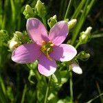 Sabatia angularis 花