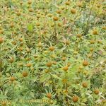 Bidens radiata आदत