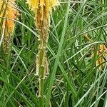 Kniphofia × praecox आदत