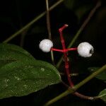 Miconia lateriflora Плод