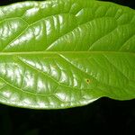 Tetrapterys styloptera 葉