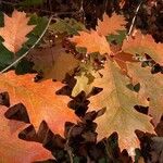 Quercus coccinea Foglia