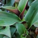 Tradescantia cerinthoidesList