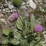 Scabiosa vestita 整株植物