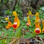 Calceolaria uniflora Flors