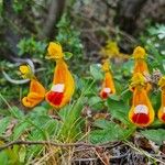 Calceolaria uniflora फूल