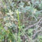 Arabis hirsutaFlower