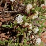 Cuscuta nivea