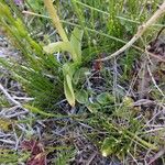 Orchis olbiensis Φύλλο