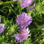 Stokesia laevis Kukka