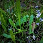 Scilla verna 整株植物