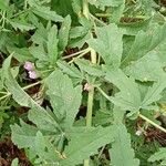 Althaea cannabina ഇല