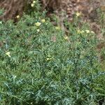 Argemone ochroleuca Habit