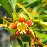 Strophanthus speciosus Flower