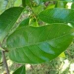 Myristica fragrans Leaf